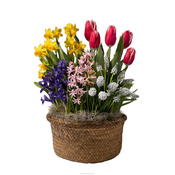 hooajalised ja kingitused 820L2999 lõhnav Hollandi lillesibulate pühadekinkeaed Plow & Hearth