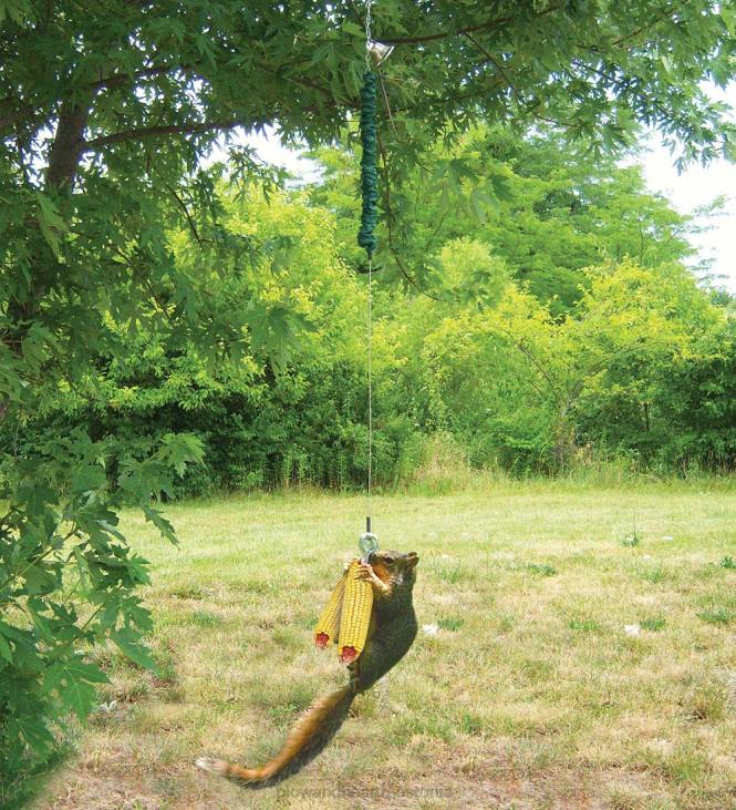 hooajalised ja kingitused 820L3004 squngee jump orava söötja Plow & Hearth