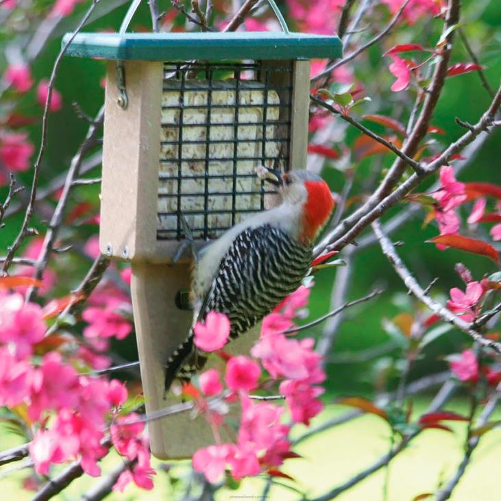 hoov & aed 820L773 ühe koogi suet söötja Plow & Hearth