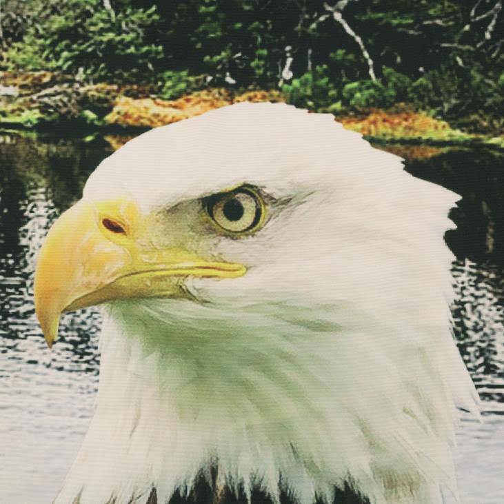 majatarbed 820L2592 Loodusest inspireeritud fotoreaalsed varrastega taskukardinapaneelid – karu stseen – 52 x 84 Plow & Hearth