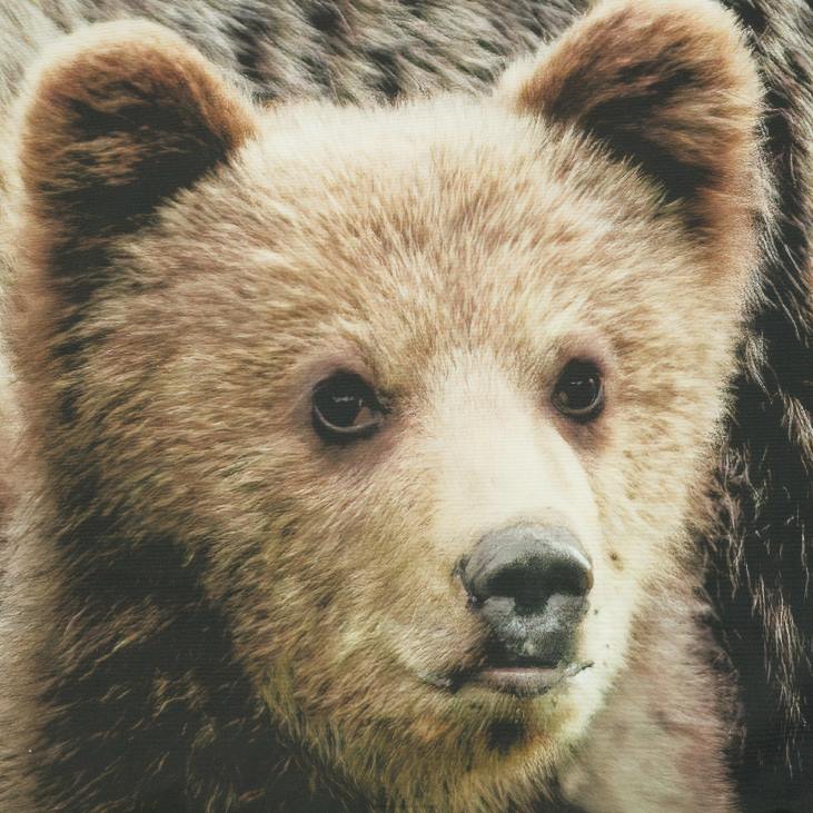 majatarbed 820L2592 Loodusest inspireeritud fotoreaalsed varrastega taskukardinapaneelid – karu stseen – 52 x 84 Plow & Hearth