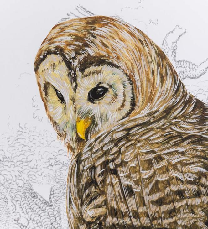 majatarbed 820L2514 võrega öökull ii raamitud seinakunstimaal Plow & Hearth